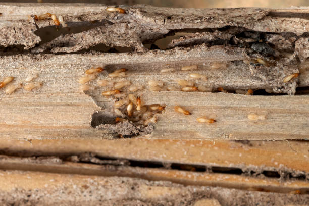 Best Local Pest Control Services  in Auburn, IL
