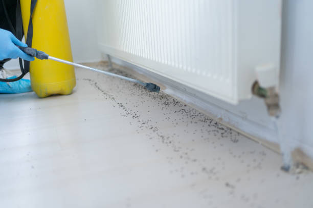 Best Affordable Pest Control Services  in Auburn, IL